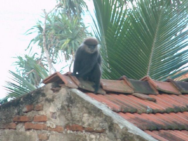 Affen auf dem Dach 3.jpg